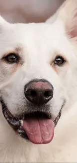 Cute white dog with tongue out close-up on a mobile wallpaper.