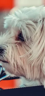 Side profile of a cute white dog with an orange background.