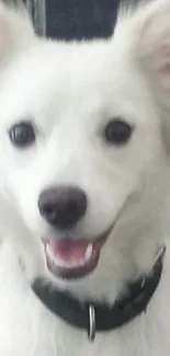 Adorable white dog sitting on a brown table.