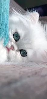 White fluffy kitten peeking from teal blanket with big eyes on a cozy surface.