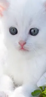 Adorable white kitten with blue eyes in a bright and fluffy setting.