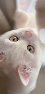 A playful, white kitten stretches upward, showing its soft fur and curious eyes.