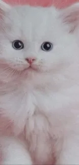 A fluffy white kitten with a pink background.