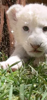 Adorable white lion cub lying on green grass looking curious.