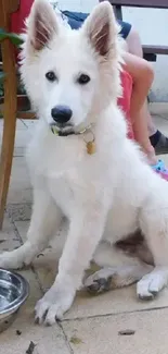 White puppy sitting on a patio next to a stainless steel water bowl.