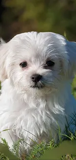 Adorable white puppy sitting in green grass.