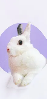 Adorable white rabbit with a pastel purple background.