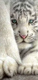 Cute white tiger cub with blue eyes wallpaper for mobile phone.