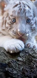 Adorable white tiger cub with blue eyes on a nature background.