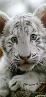 Adorable white tiger cub lying on grass, looking curious.