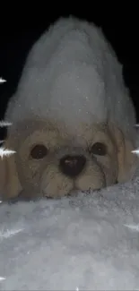 Adorable puppy with snow on its head and dark backdrop.