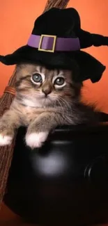 Cute witch kitten in cauldron with broomstick on orange background.