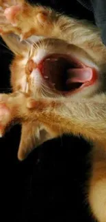 Yawning orange kitten with stretched paws on a dark background.