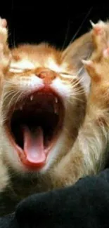 Cute yawning kitten against a dark background.