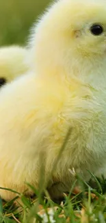 Adorable fluffy yellow chick on green grass mobile wallpaper.