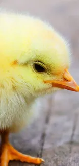 Cute fluffy yellow chick on a wooden surface.