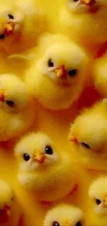 A group of fluffy yellow chicks looking adorable and cute.