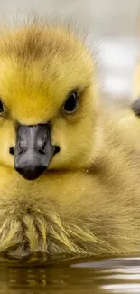 Close-up of a cute yellow duckling floating on water.