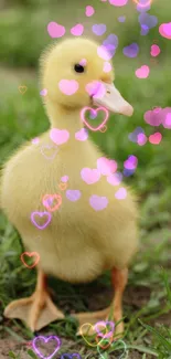 Fluffy yellow duckling on green grass background.