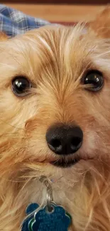 Close-up of a cute Yorkie dog with soft lighting.