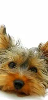 Cute Yorkie puppy on a white background looking playful.