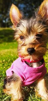 Cute Yorkie puppy in pink sweater sitting on lush green grass.