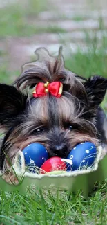 Adorable Yorkie with red bow in grass.