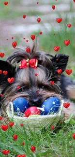 Cute Yorkie with colorful balls on grass.