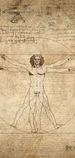 Leonardo da Vinci's Vitruvian Man sketch as mobile wallpaper.