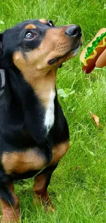 Dachshund playing in lush green grass with a floating hotdog.