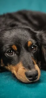 Cute dachshund lying on a teal sofa, providing a serene wallpaper background.