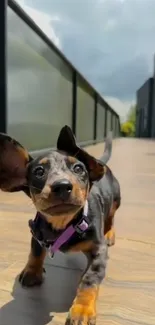 Playful dachshund puppy enjoying a sunny outdoor walk.