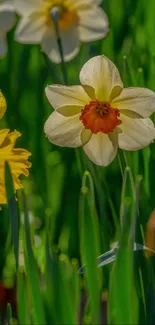 Beautiful daffodil in full bloom with vibrant green background.