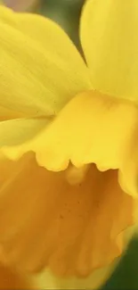 Close-up of a vibrant yellow flower in bloom.