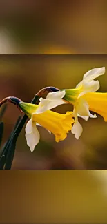 Close-up of blooming yellow daffodils.