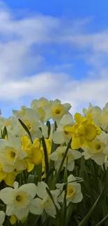 Field of daffodils with vibrant blue sky.