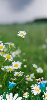 Blooming daisies in a green meadow background.