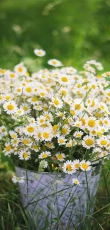 A bucket of daisies on a lush green field.