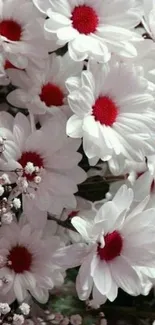 White daisies with red centers and baby's breath flowers mobile wallpaper.