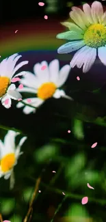 Colorful daisies with a vibrant rainbow background.