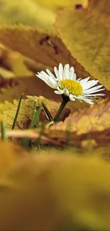 A single daisy surrounded by golden autumn leaves.