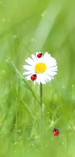 Daisy with ladybugs on green field wallpaper.