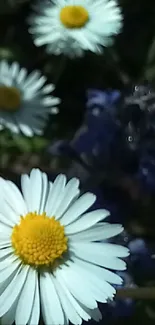 Close-up of daisies and lavender in a garden scene.