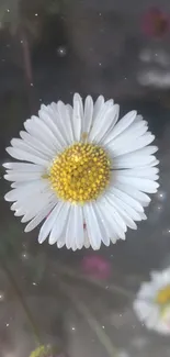 Close-up of a daisy against a stone background.