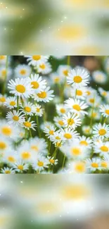 Vibrant wallpaper featuring blooming daisies with white petals and yellow centers.