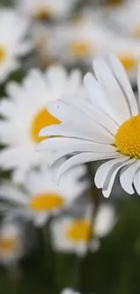 White daisy flower with yellow center on a mobile wallpaper background.