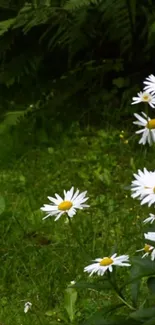 White daisies in a lush, green garden setting for mobile wallpaper.