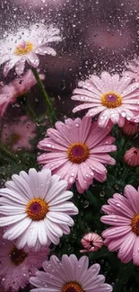 Pink daisies with raindrops on petals.