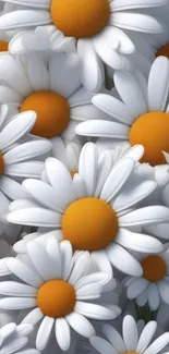 Mobile wallpaper of white daisies with yellow centers.