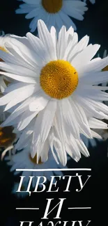 Vibrant daisy flowers with yellow centers and white petals.